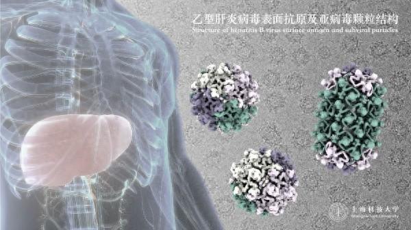 上海科学家领衔揭开乙肝病毒神秘面纱 为乙肝防治“解锁”全新路线