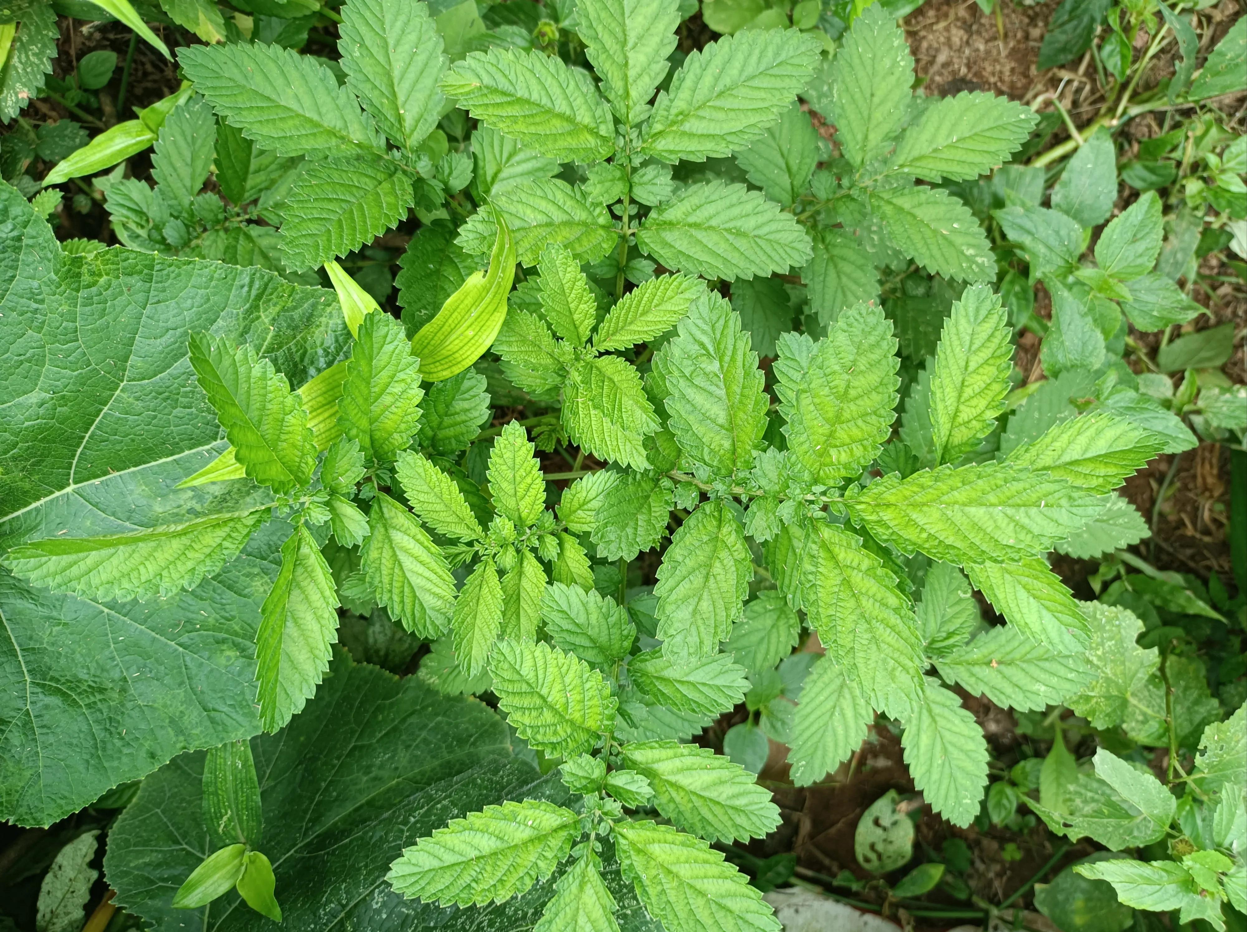 农村常见的仙鹤草，老人称为“脱力草”，在过去帮助过很多人