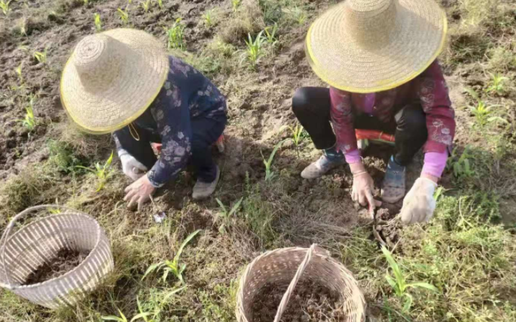 猫爪草还能种吗？