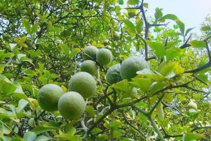 减产30%，仍不涨价！这药材“没救”了？