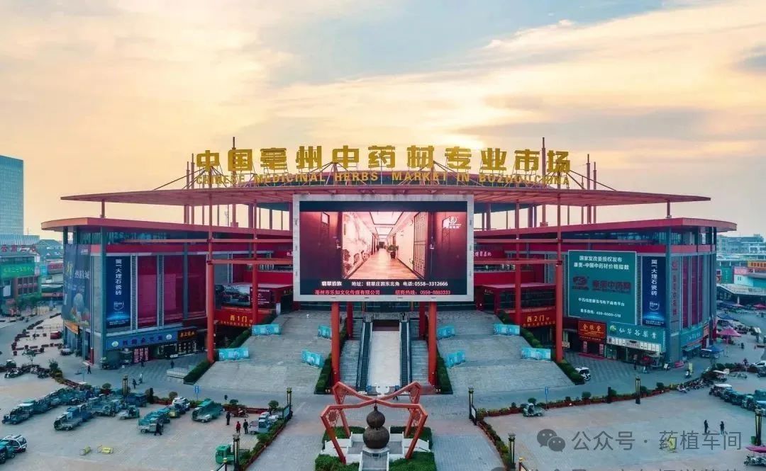 中药材价格跌至冰点！是抄底良机还是接盘陷阱？