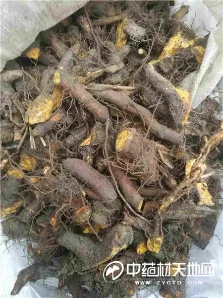 虎杖行情有没有出现利好的可能?