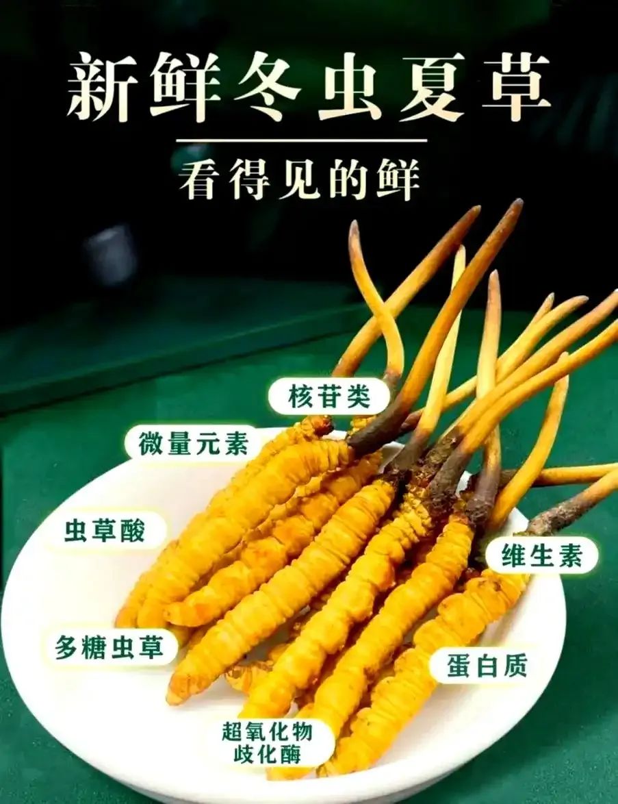 人工种植开启冬虫夏草产业化新篇章
