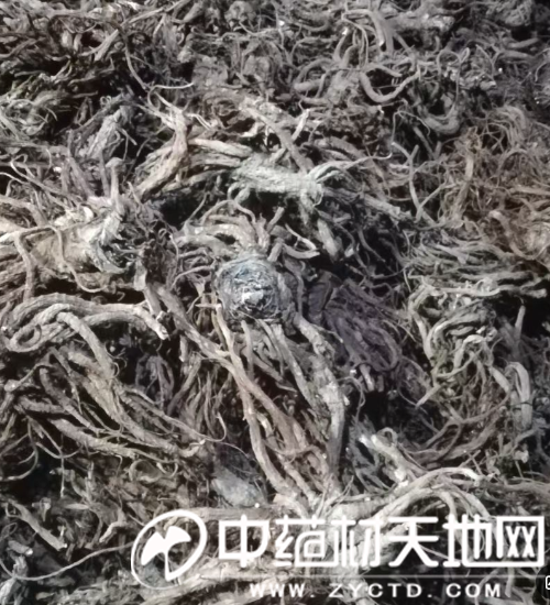 独活行情徘徊不前 后市能否再现商机？