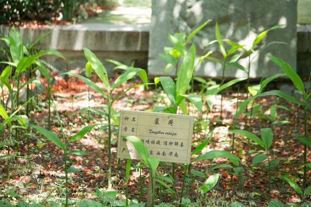 3 种高收益药草种植指南