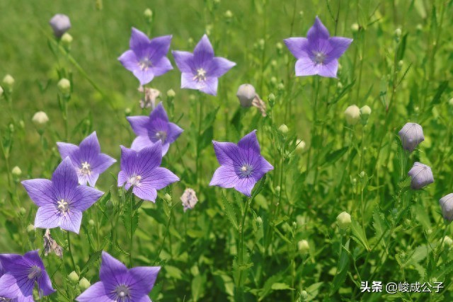 挖透桔梗！80 + 加工企业、GAP 基地名单，5 年价格走势藏着大机会