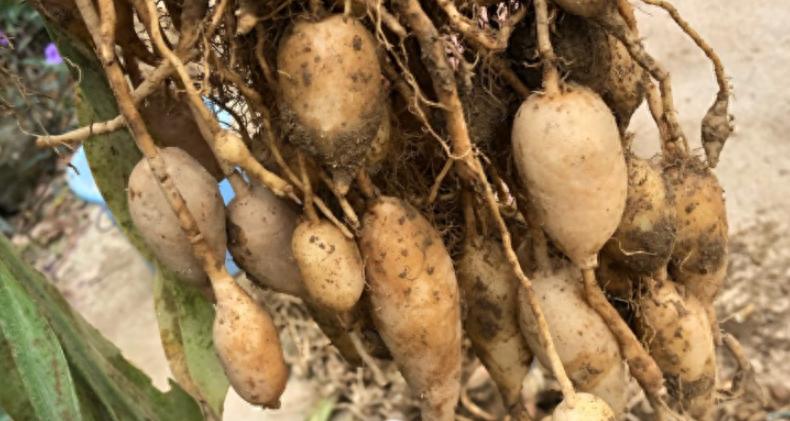 郁金伤农、伤商、伤加工户！未来1-2年难有商机！