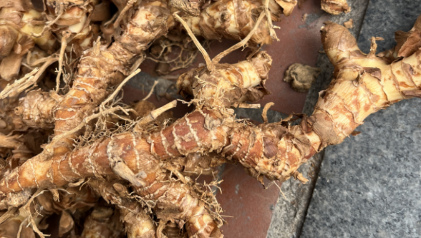 “种了亏，不挖更亏”：高良姜最让人心酸！