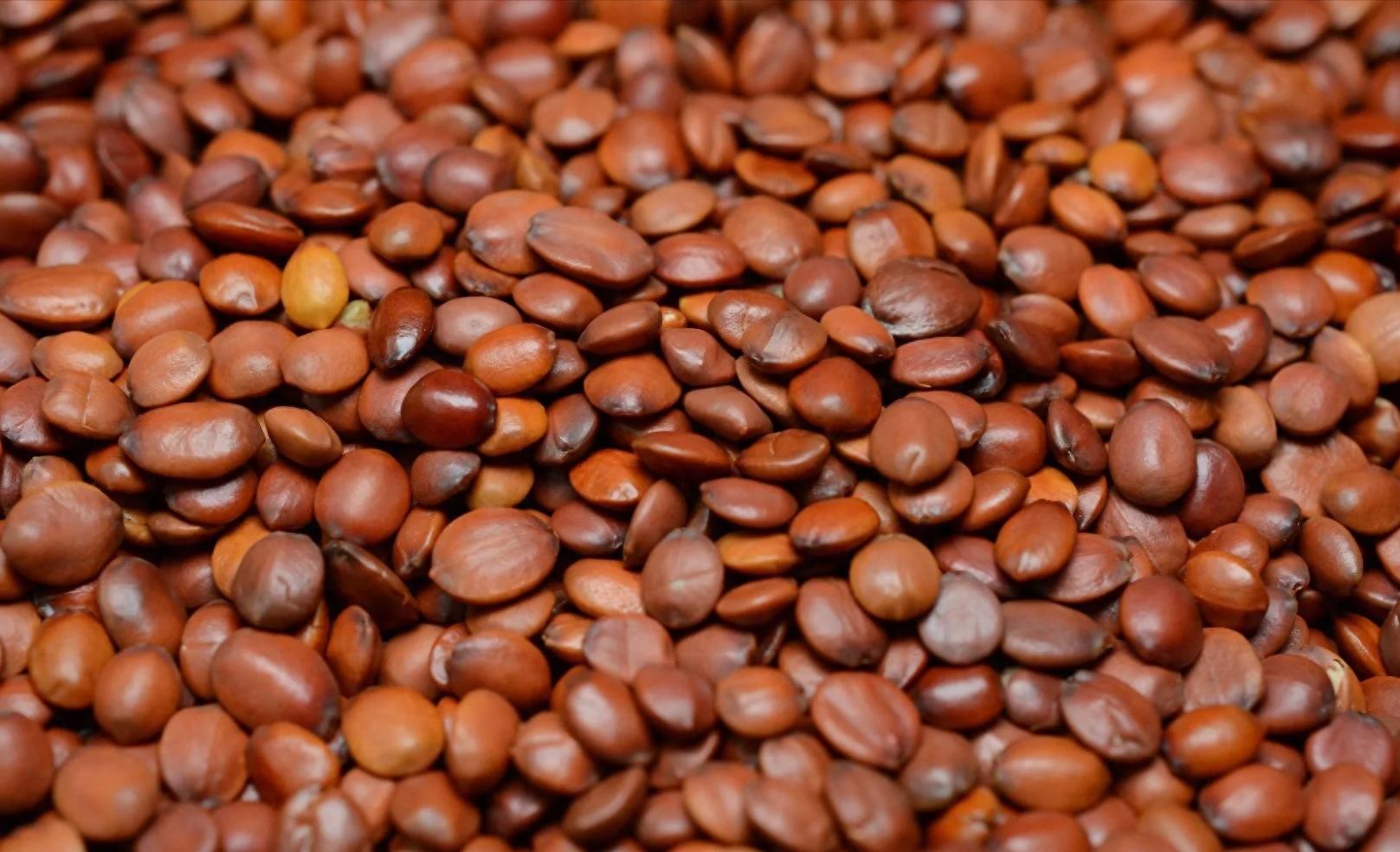 中药材造假：酸枣仁还有真的吗？