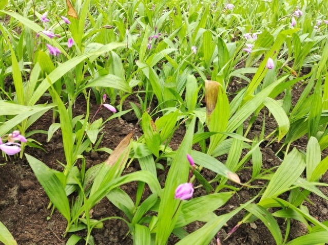 行情越跌越赚钱:一亩双收产值3万