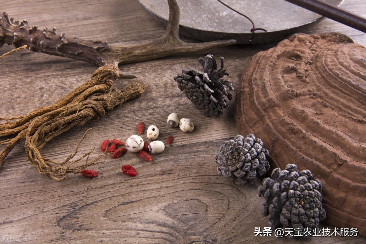 为啥这10大野生药材持续五年居高不下？