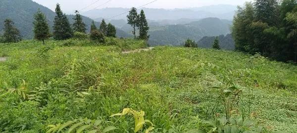 老药农亲授黄精种植6大诀窍