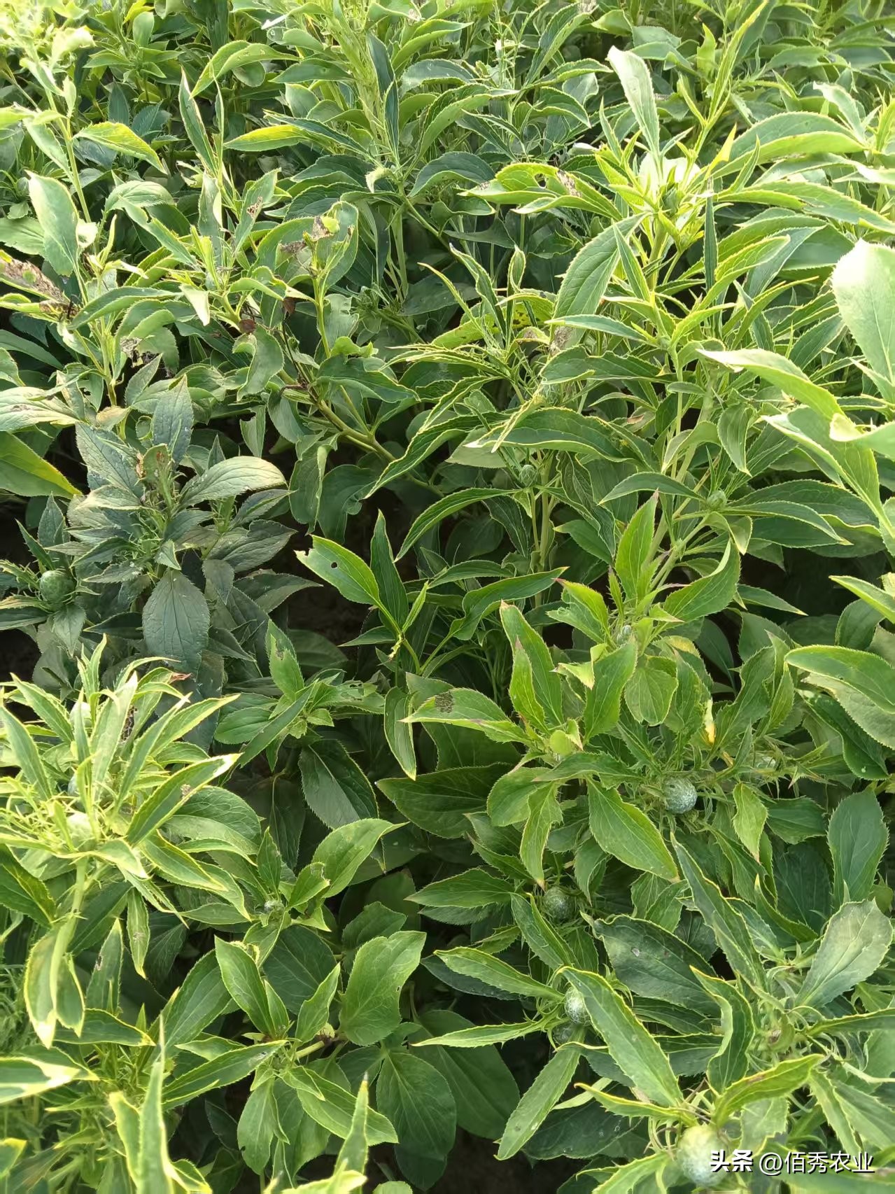 2027年你还敢种植中药材吗？