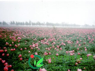 大田白芍