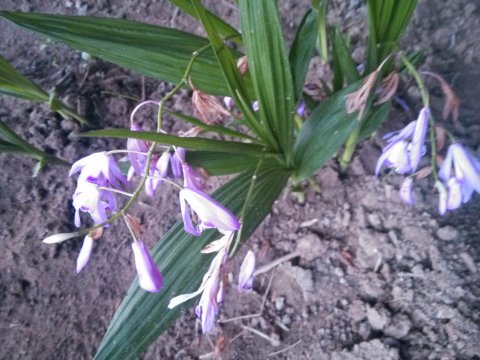 考察白芨育苗基地