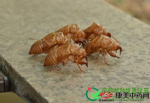 中药材野生品种的风险与机遇——献给关注野生品种者