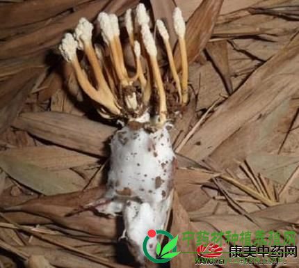 2018年有哪些药材可能会继续上涨？（二）
