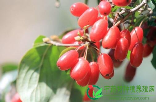 山西药材品种近期行情盘点