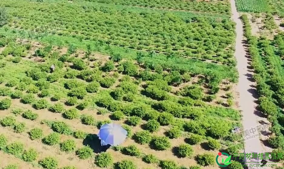 2019年，金银花价格在产新前保持坚挺