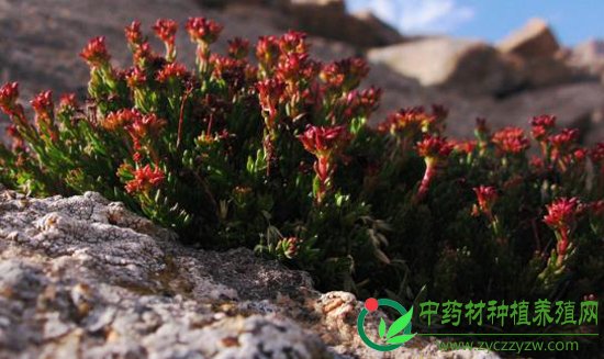 红景天价格为何节节攀升？
