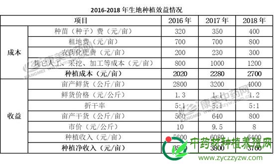 地黄种植减少，后市潜力无限