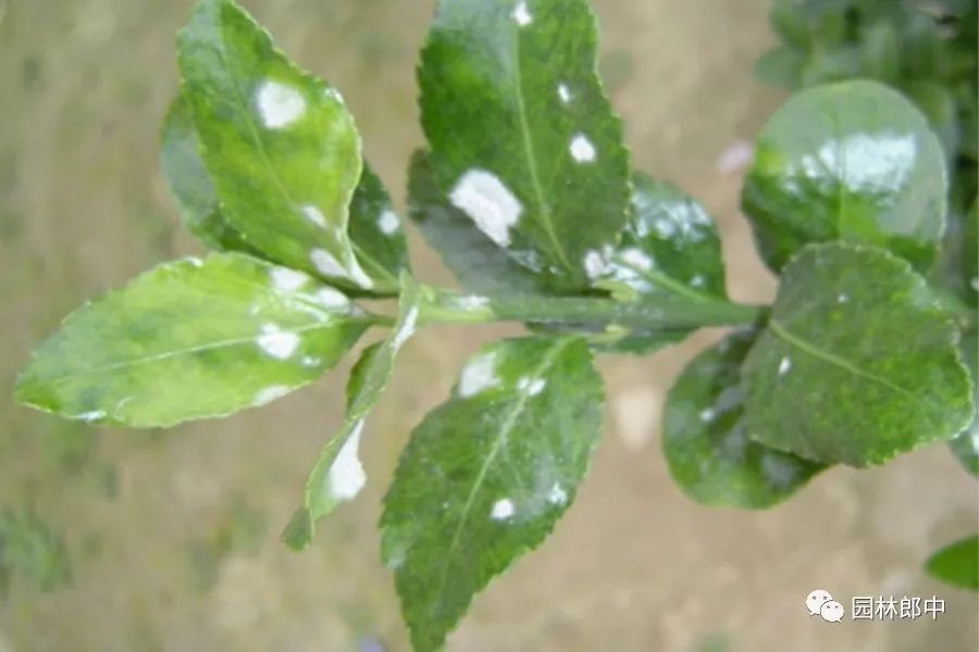 园林植物常见的10种叶部病害