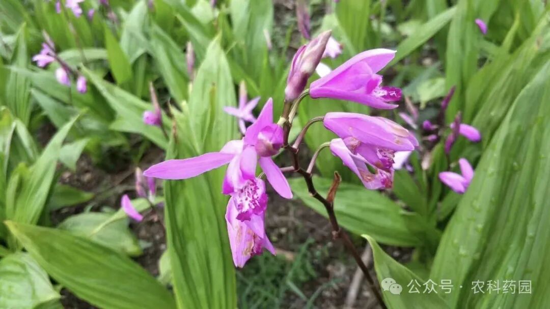 白芨种植：是“金疙瘩”还是“烫手山芋”？