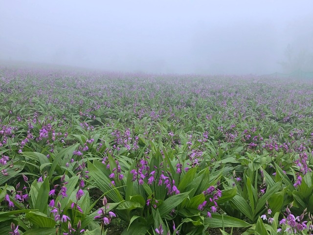 一亩双收产值3万，订单排到明年！