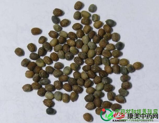 8月11日亳州药市最新药材行情走势