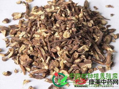 8月11日亳州药市最新药材行情走势