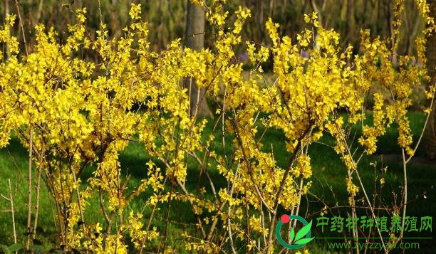 2018年下半年，最有潜力的药材品种抢先知道