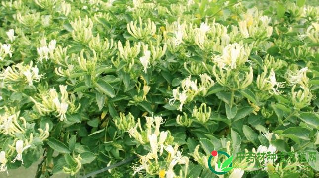 2018年下半年，最有潜力的药材品种抢先知道