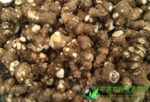 2018年下半年，最有潜力的药材品种抢先知道