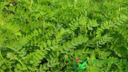 西北干旱地区适合种植哪些优质中药材？