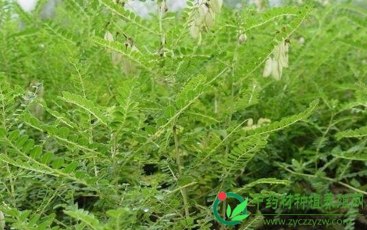 西北干旱地区适合种植哪些优质中药材？