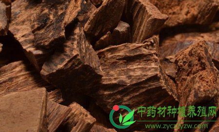 那些“听得到摸不着”进口药材还好吗
