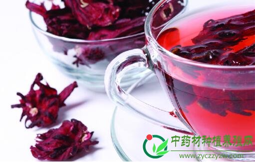 亳州药市：9月花茶类品种概述