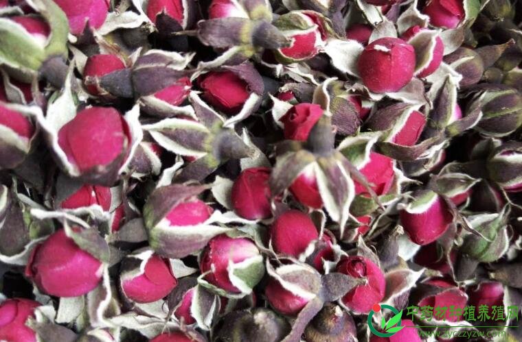 亳州药市：9月花茶类品种概述