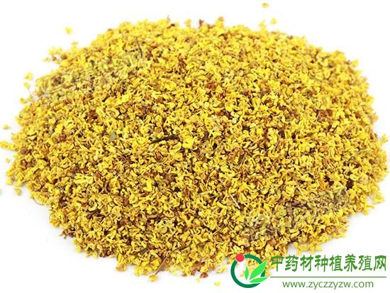 亳州药市：10月花茶类品种概述