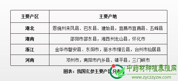 玄参价格要开始上涨了吗?